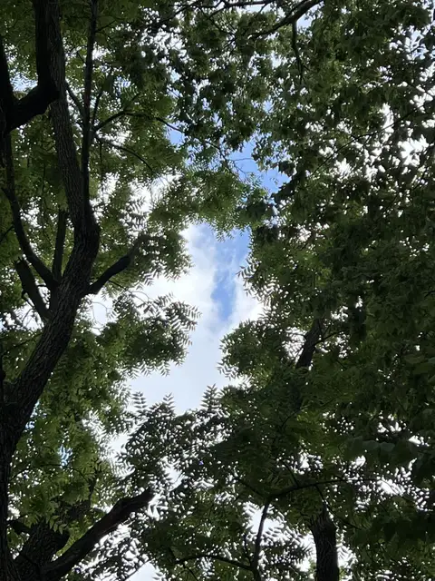 Nature's frame for a perfect sky.
